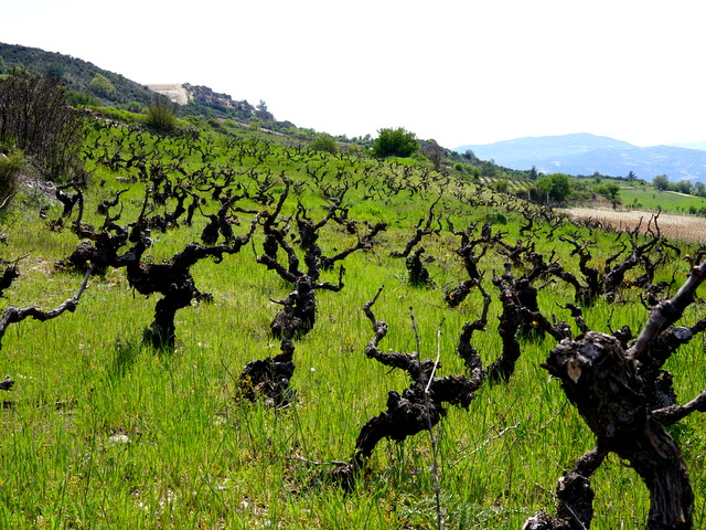 Zambartas Winery Old Vines