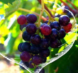 rare grape viticulture
