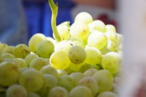 xynisteri grape viticulture