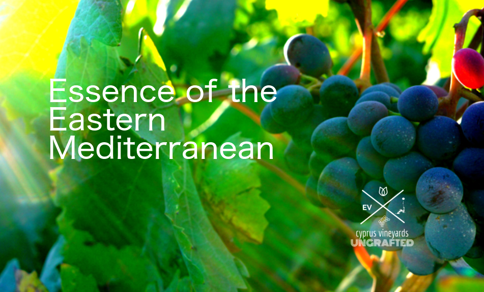 eastern mediterranean wines -cyprus