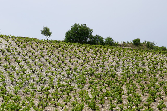 Altitude vines Vouni Panayia